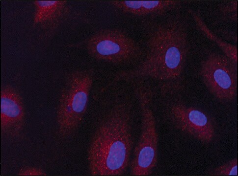 抗-Sirt3 兔抗 affinity isolated antibody, buffered aqueous solution