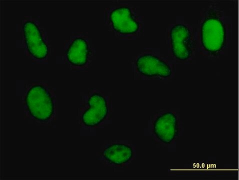 Monoclonal Anti-POLD3 antibody produced in mouse clone 3E2, purified immunoglobulin, buffered aqueous solution