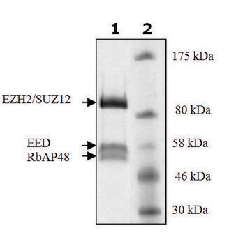 EZH2/EED/SUZ12/RbAp48 active human recombinant, expressed in baculovirus infected Sf9 cells, &#8805;90% (SDS-PAGE)