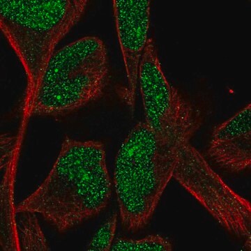 Anti-CPA5 antibody produced in rabbit Prestige Antibodies&#174; Powered by Atlas Antibodies, affinity isolated antibody, buffered aqueous glycerol solution