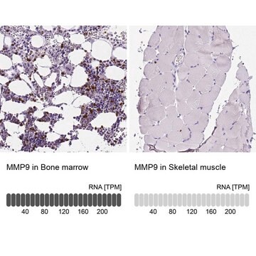 抗-MMP9 兔抗 affinity isolated antibody, buffered aqueous glycerol solution