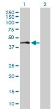 Anti-LAIR1 antibody produced in mouse purified immunoglobulin, buffered aqueous solution