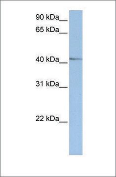 Anti-NR2E1 (ab1) antibody produced in rabbit affinity isolated antibody