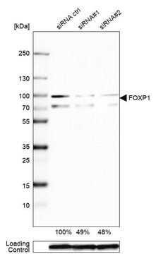 Anti-FOXP1 antibody produced in rabbit Prestige Antibodies&#174; Powered by Atlas Antibodies, affinity isolated antibody, buffered aqueous glycerol solution