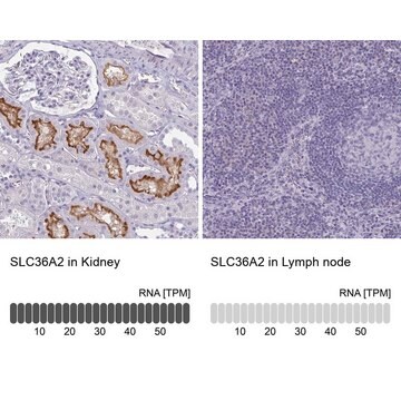 抗SLC36A2抗体 ウサギ宿主抗体 Prestige Antibodies&#174; Powered by Atlas Antibodies, affinity isolated antibody, buffered aqueous glycerol solution