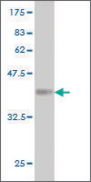 Monoclonal Anti-ALX3 antibody produced in mouse clone 1F1, ascites fluid