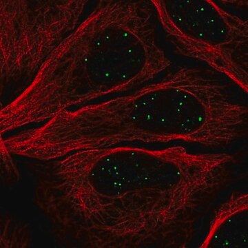 Anty-GATA4 Prestige Antibodies&#174; Powered by Atlas Antibodies, affinity isolated antibody