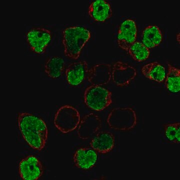 Anti-BLK antibody produced in rabbit Prestige Antibodies&#174; Powered by Atlas Antibodies, affinity isolated antibody