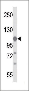 ANTI-GLDC (N-TERM) antibody produced in rabbit IgG fraction of antiserum, buffered aqueous solution