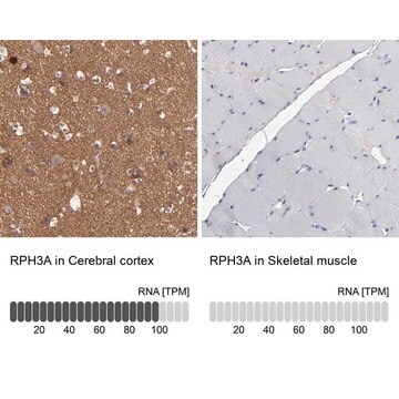 抗RPH3A抗体 ウサギ宿主抗体 Prestige Antibodies&#174; Powered by Atlas Antibodies, affinity isolated antibody, buffered aqueous glycerol solution