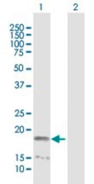 Anti-NME4 antibody produced in mouse purified immunoglobulin, buffered aqueous solution