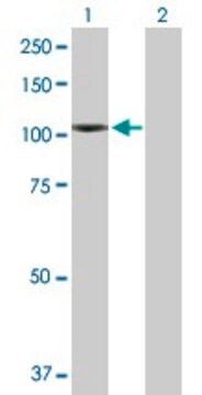 Anti-NLGN4X antibody produced in rabbit purified immunoglobulin, buffered aqueous solution