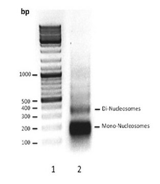 Humane native Nukleosomen Human native nucleosomes purified from HeLa cell nuclei, digested with micrococcal nuclease &amp; purified by glycerol gradient &amp; ion exchange chromatography.