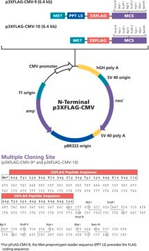 p3XFLAG-CMV&#8482;-9 Expression Vector Shuttle vector for transient or stable expression of secreted N-terminal 3xFLAG fusion proteins