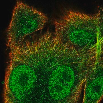 Anti-SNX10 antibody produced in rabbit Prestige Antibodies&#174; Powered by Atlas Antibodies, affinity isolated antibody