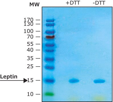 レプチン ヒト &#8805;97% (SDS-PAGE), recombinant, expressed in E. coli, lyophilized powder