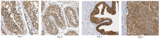 Anticuerpo anti-Mastl, clon 4F9 clone 4F9, from mouse