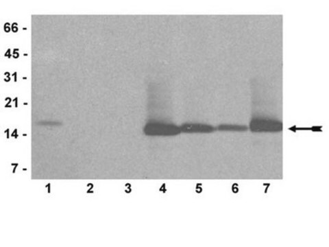 Anti-dimethyl-Histone H3 (Arg2), clone 20.2 Antibody, rabbit monoclonal culture supernatant, clone 20.2, Upstate&#174;