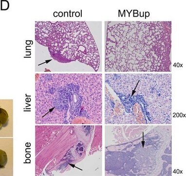 Anticuerpo anti-Myb, clon 1-1 clone 1-1, Upstate&#174;, from mouse