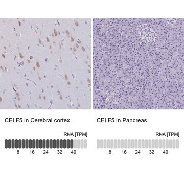 Anti-CELF5 antibody produced in rabbit Prestige Antibodies&#174; Powered by Atlas Antibodies, affinity isolated antibody, buffered aqueous glycerol solution