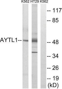 Anti-LPCAT2 antibody produced in rabbit affinity isolated antibody