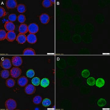 Anti-Interleukin-4 Antibody, clone 2C14 ZooMAb&#174; Rabbit Monoclonal recombinant, expressed in HEK 293 cells