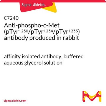 Anti-phospho-c-Met (pTyr1230/pTyr1234/pTyr1235) antibody produced in rabbit affinity isolated antibody, buffered aqueous glycerol solution