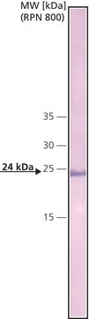 Monoclonal Anti-C-Reactive Protein antibody produced in mouse clone CRP-8, ascites fluid