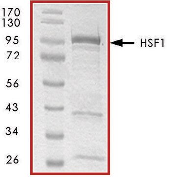 HSF1, GST tagged human recombinant, expressed in E. coli, &#8805;70% (SDS-PAGE), buffered aqueous glycerol solution