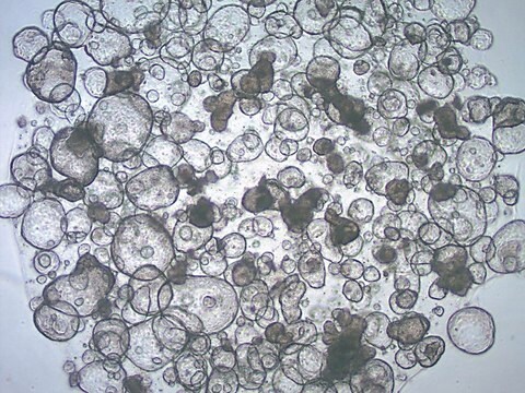 3dGRO&#174; Colon Intestinal Organoids, Age 56 (Prep 84-C) Cryopreserved patient derived gastrointestinal organoids (PDOs)