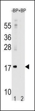 ANTI-LC3 (APG8A) (N-TERM) antibody produced in rabbit purified immunoglobulin, buffered aqueous solution