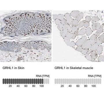 Anti-GRHL1 antibody produced in rabbit Ab1, Prestige Antibodies&#174; Powered by Atlas Antibodies, affinity isolated antibody, buffered aqueous glycerol solution