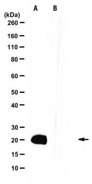 Anti-IL-11 Antibody, clone 12-2E-6G