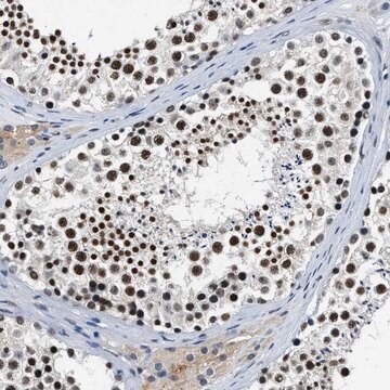 Anti-CCNE1 antibody produced in rabbit Prestige Antibodies&#174; Powered by Atlas Antibodies, affinity isolated antibody, buffered aqueous glycerol solution