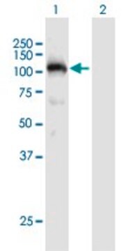 Anti-PLG antibody produced in mouse purified immunoglobulin, buffered aqueous solution