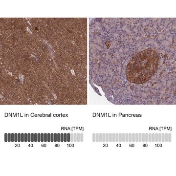 Anti-DNM1L antibody produced in rabbit Prestige Antibodies&#174; Powered by Atlas Antibodies, affinity isolated antibody, buffered aqueous glycerol solution