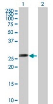 Anti-AGPAT1 antibody produced in mouse purified immunoglobulin, buffered aqueous solution