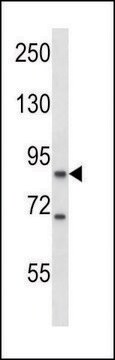 ANTI-MOUSE KSR1 (C-TERM) antibody produced in rabbit IgG fraction of antiserum, buffered aqueous solution