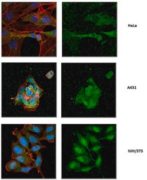 Anti-Sec8 Antibody/Exoc4, clone 2E12 clone 2E12, from mouse