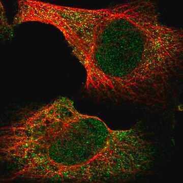 Anti-BHLHB9 antibody produced in rabbit Prestige Antibodies&#174; Powered by Atlas Antibodies, affinity isolated antibody