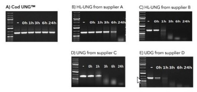 Heat-labile Cod Uracil-DNA Glycosylase recombinant, expressed in E. coli, Triton-free