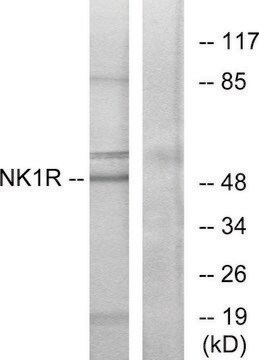 抗NK1R ウサギ宿主抗体 affinity isolated antibody