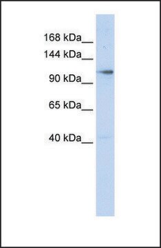 Anti-ZMIZ1 antibody produced in rabbit affinity isolated antibody