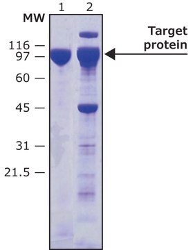 Proteaza HRV-3C, znakowana biotyną Recombinant protein, 0.8-1.2&#160;mg/mL, aqueous solution