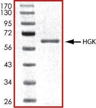 HGK (1-328), active, GST tagged human PRECISIO&#174; Kinase, recombinant, expressed in baculovirus infected Sf9 cells, &#8805;70% (SDS-PAGE), buffered aqueous glycerol solution