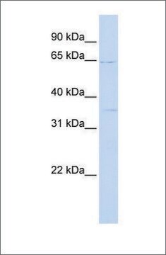 抗RORA (ab2) ウサギ宿主抗体 affinity isolated antibody