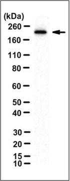 Anti-Mi-2&#946; Antibody, clone 17H11 clone 17H11, from mouse, purified by affinity chromatography