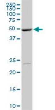 Monoclonal Anti-POLE2 antibody produced in mouse clone 1A3, purified immunoglobulin, buffered aqueous solution