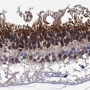 Anti-MSI1 antibody produced in rabbit Prestige Antibodies&#174; Powered by Atlas Antibodies, affinity isolated antibody, buffered aqueous glycerol solution