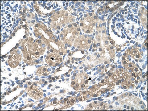 Anti-FBXL7 antibody produced in rabbit IgG fraction of antiserum